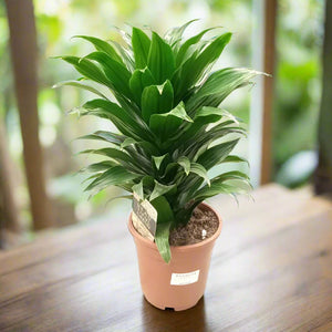 Dracaena Fragrans Compacta (Corn | Conrnstalk plant) | 50 - 60 cm - Acacia Garden Center
