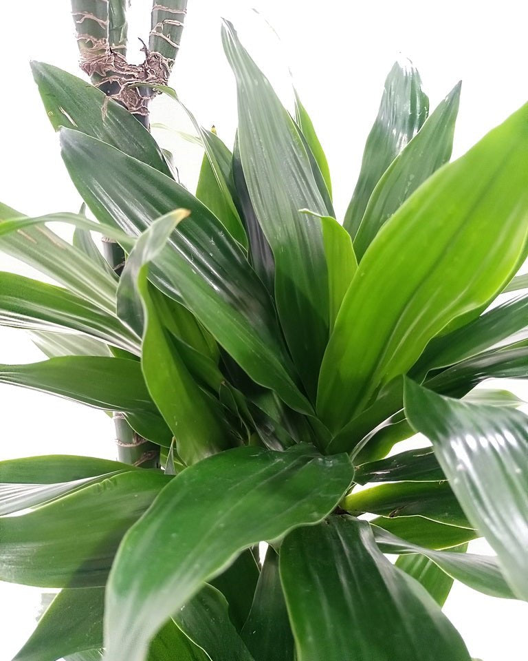 Dracaena Green Jewel (Dracaena Compacta) - Acacia Garden Center
