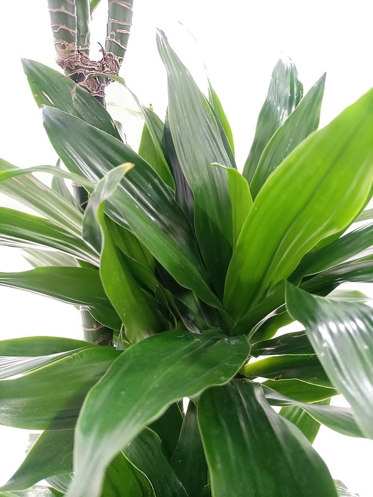 Dracaena Green Jewel (Dracaena Compacta) - Acacia Garden Center