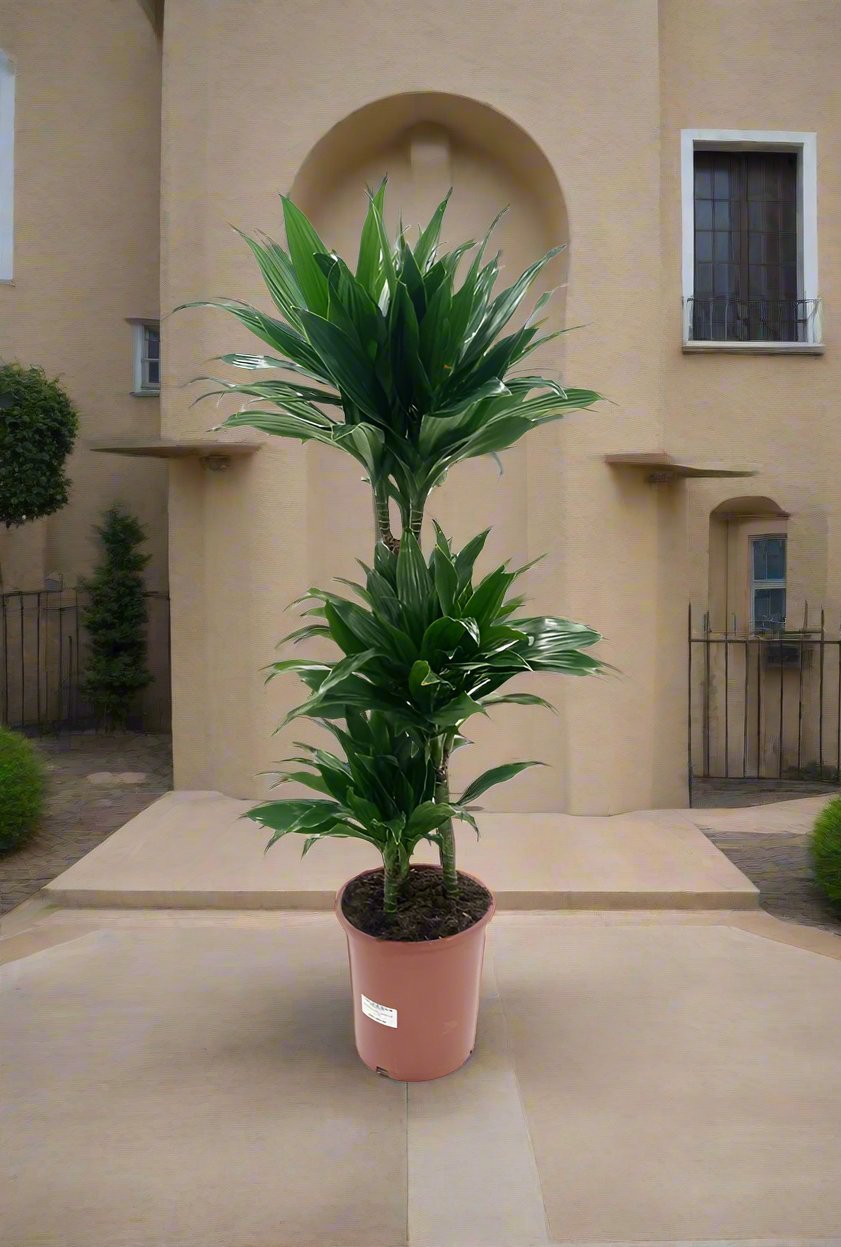 Dracaena Green Jewel (Dracaena Compacta) - Acacia Garden Center