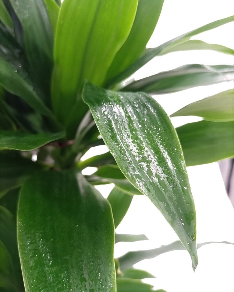 Dracaena Green Jewel (Dracaena Compacta) - Acacia Garden Center