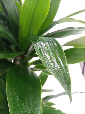 Dracaena Green Jewel (Dracaena Compacta) - Acacia Garden Center