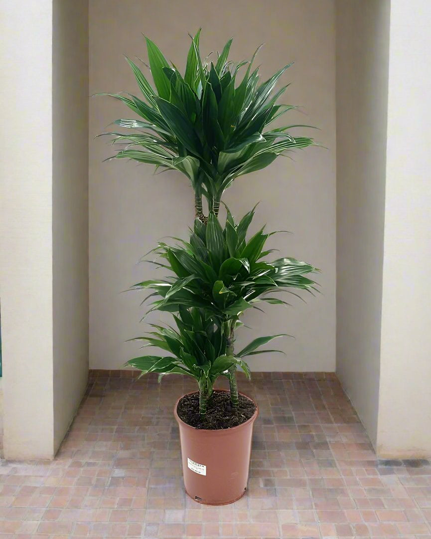 Dracaena Green Jewel (Dracaena Compacta) - Acacia Garden Center