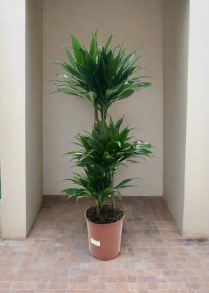 Dracaena Green Jewel (Dracaena Compacta) - Acacia Garden Center