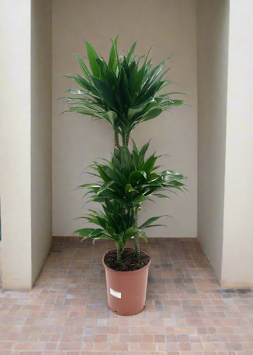 Dracaena Green Jewel (Dracaena Compacta) - Acacia Garden Center