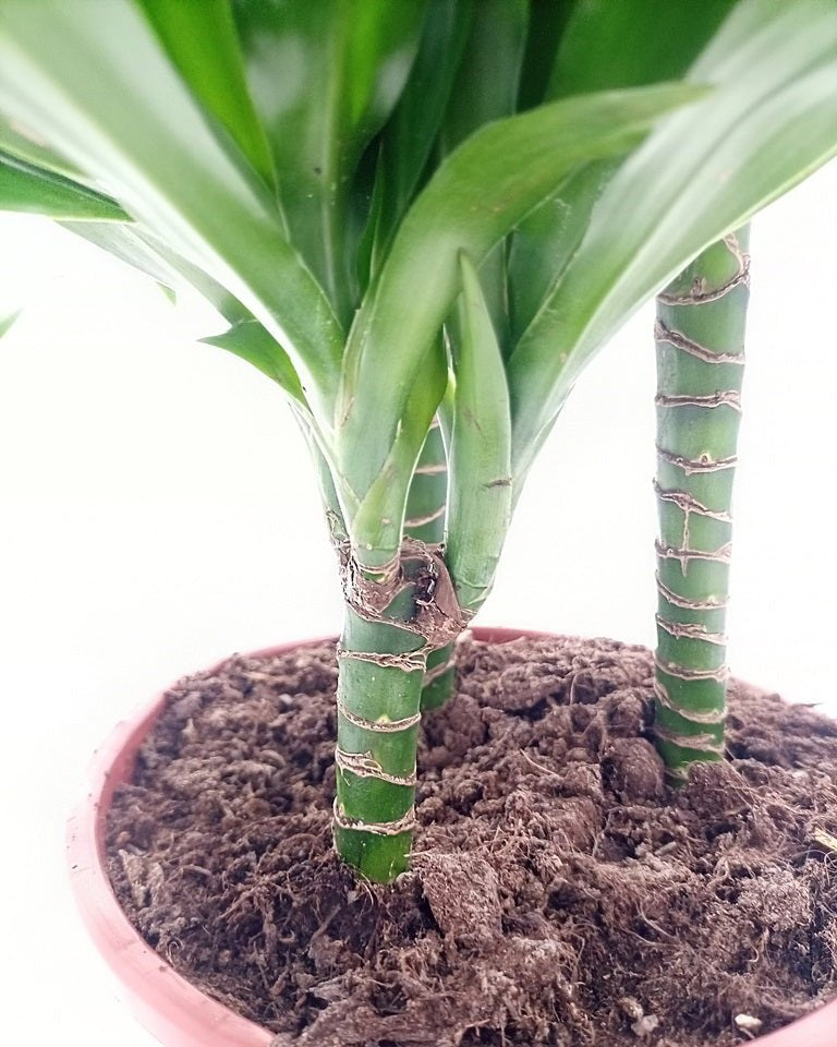 Dracaena Green Jewel (Dracaena compacta) | Indoor Plant - Acacia Garden Center
