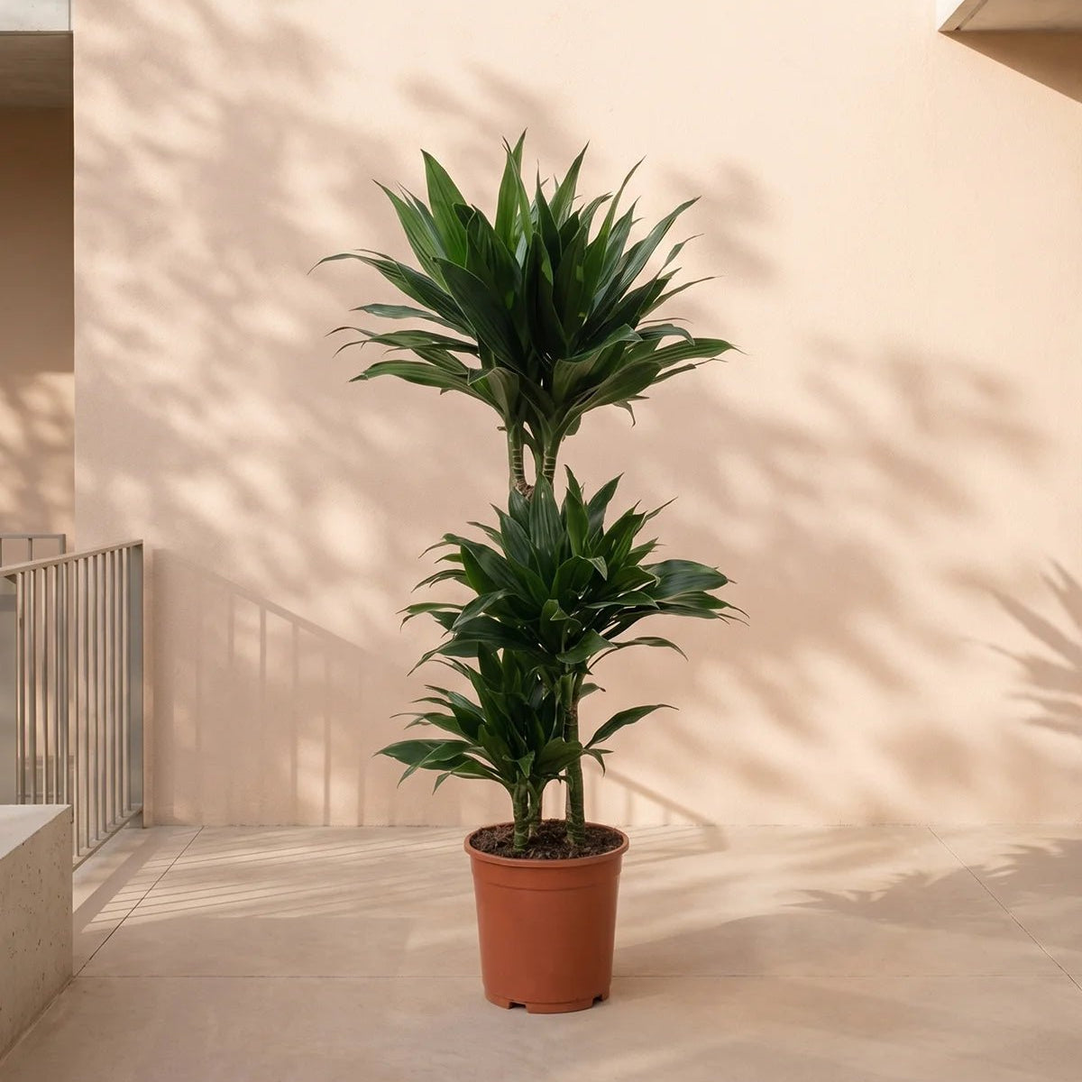 Buy Dracaena Green Jewel (Dracaena Compacta)