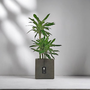 Dracaena Janet Craig (Dracaena fragrans) | 1.1 - 1.2 m - Acacia Garden Center