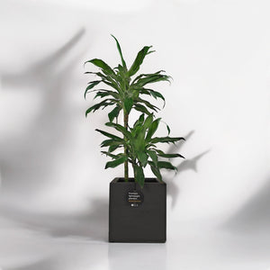 Dracaena Janet Craig (Dracaena fragrans) | 1.1 - 1.2 m - Acacia Garden Center
