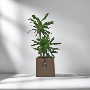 Dracaena Janet Craig (Dracaena fragrans) | 1.1 - 1.2 m - Acacia Garden Center