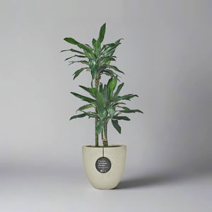 Dracaena Janet Craig (Dracaena fragrans) | 1.1 - 1.2 m - Acacia Garden Center