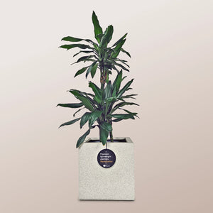 Dracaena Janet Craig (Dracaena fragrans) | 1.1 - 1.2 m - Acacia Garden Center