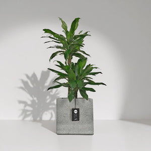 Dracaena Janet Craig (Dracaena fragrans) | 1.1 - 1.2 m - Acacia Garden Center