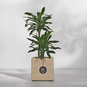 Dracaena Janet Craig (Dracaena fragrans) | 1.1 - 1.2 m - Acacia Garden Center