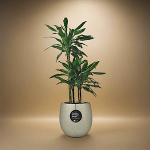 Dracaena Janet Craig (Dracaena fragrans) | 1.1 - 1.2 m - Acacia Garden Center