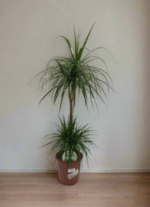 Dracaena Marginata (Madagascar dragon tree) - Acacia Garden Center