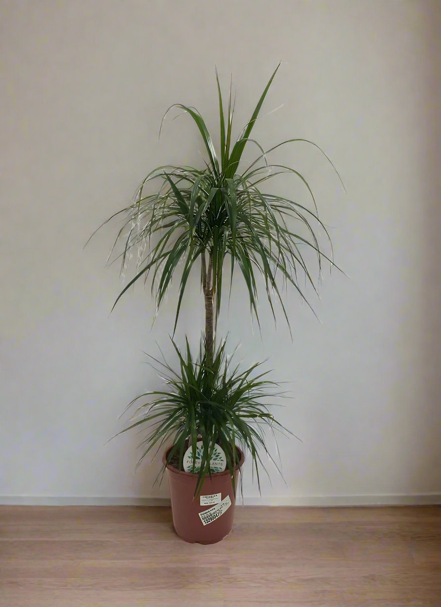 Dracaena Marginata (Madagascar dragon tree) - Acacia Garden Center