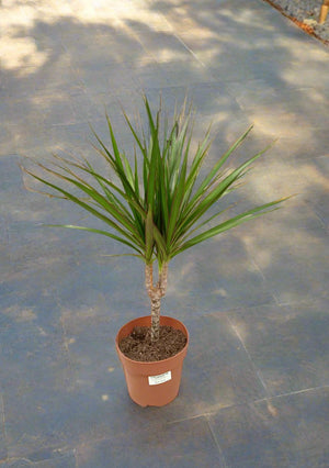 Dracaena Marginata (Madagascar dragon tree) - Acacia Garden Center