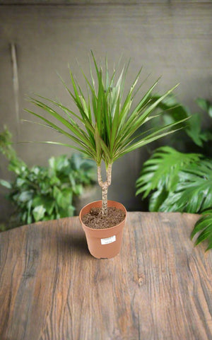 Dracaena Marginata (Madagascar dragon tree) - Acacia Garden Center