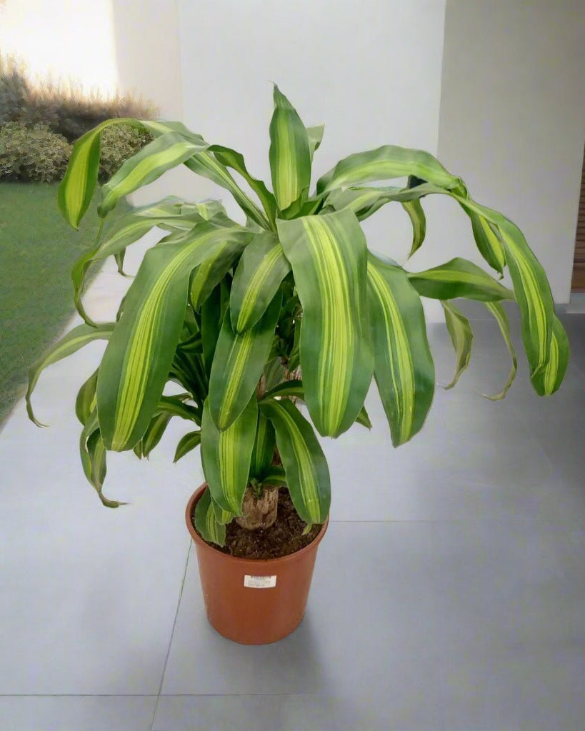 Dracaena Massangeana (Corn plant | Mass cane) | 70 - 80 cm - Acacia Garden Center
