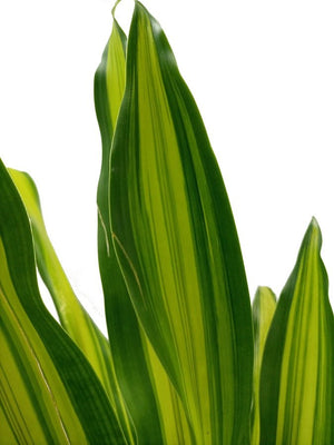 Dracaena Massangeana (Corn plant or Mass cane) | 1.0 - 1.25 m - Acacia Garden Center