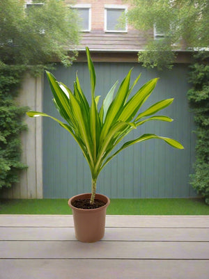 Dracaena Massangeana (Corn plant or Mass cane) | 1.0 - 1.25 m - Acacia Garden Center