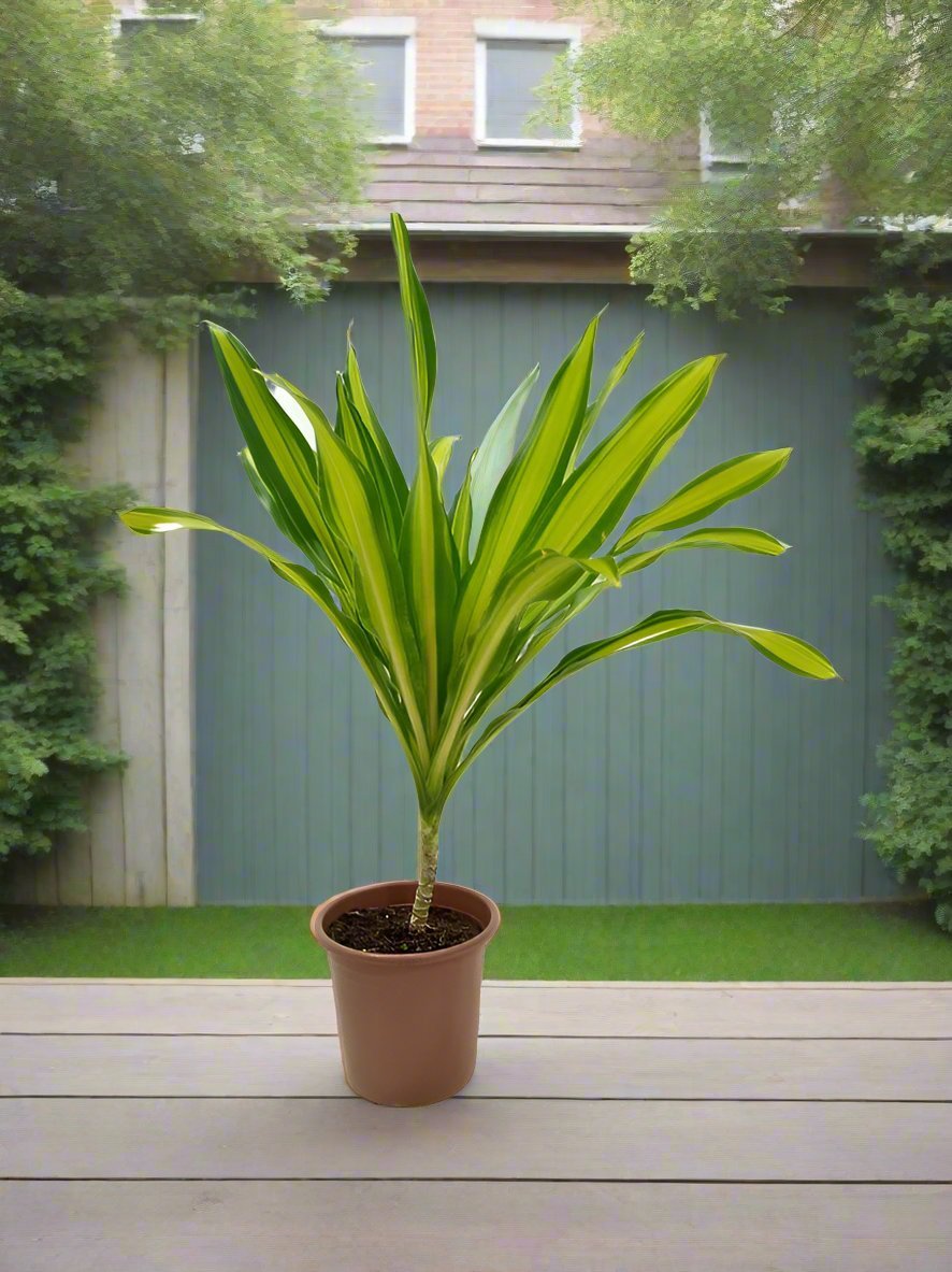 Dracaena Massangeana (Corn plant or Mass cane) | 1.0 - 1.25 m - Acacia Garden Center