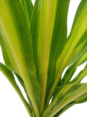 Dracaena Massangeana (Corn plant or Mass cane) | 1.0 - 1.25 m - Acacia Garden Center