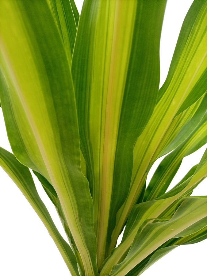 Dracaena Massangeana (Corn plant or Mass cane) | 1.0 - 1.25 m - Acacia Garden Center