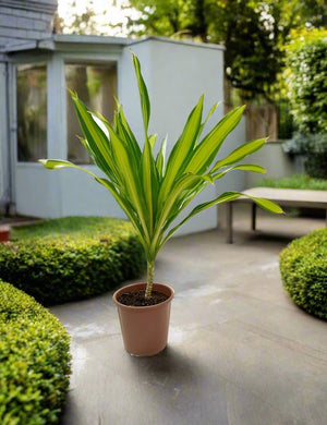 Dracaena Massangeana (Corn plant or Mass cane) | 1.0 - 1.25 m - Acacia Garden Center