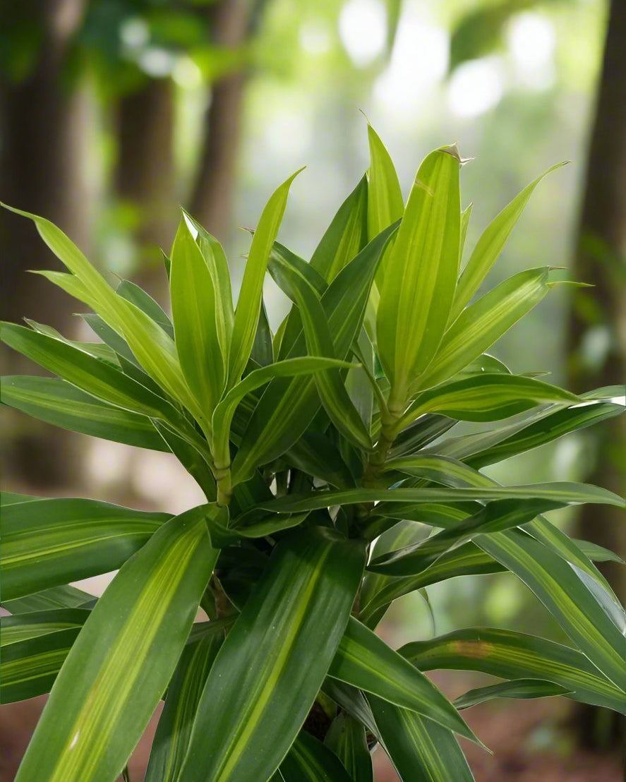 Dracaena Reflexa (Song of jamaica) | 25 - 30 cm - Acacia Garden Center
