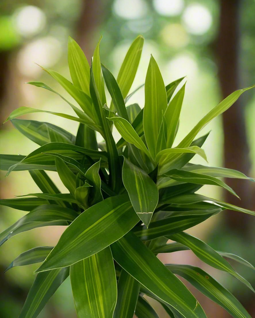 Dracaena Reflexa (Song of jamaica) | 25 - 30 cm - Acacia Garden Center