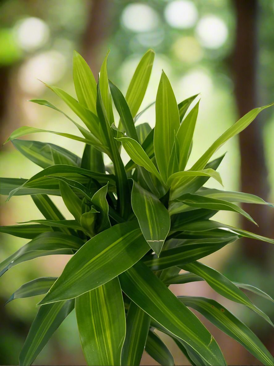 Dracaena Reflexa (Song of jamaica) | 25 - 30 cm - Acacia Garden Center