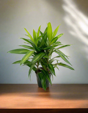 Dracaena Reflexa (Song of jamaica) | 25 - 30 cm - Acacia Garden Center