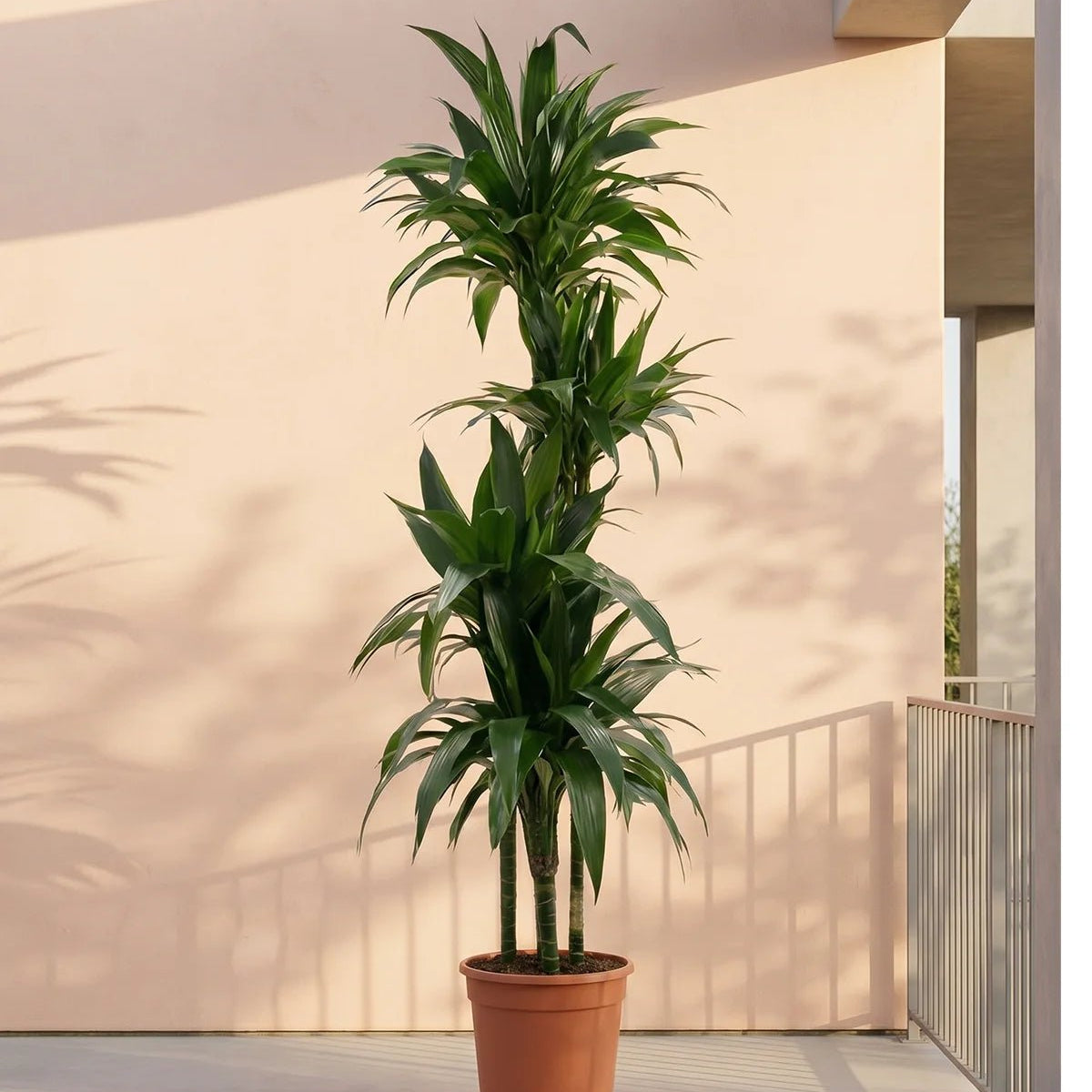 dracaena rikki care Buy Dracaena Fragrance (Janet craig) 1.0 - 1.2 m
