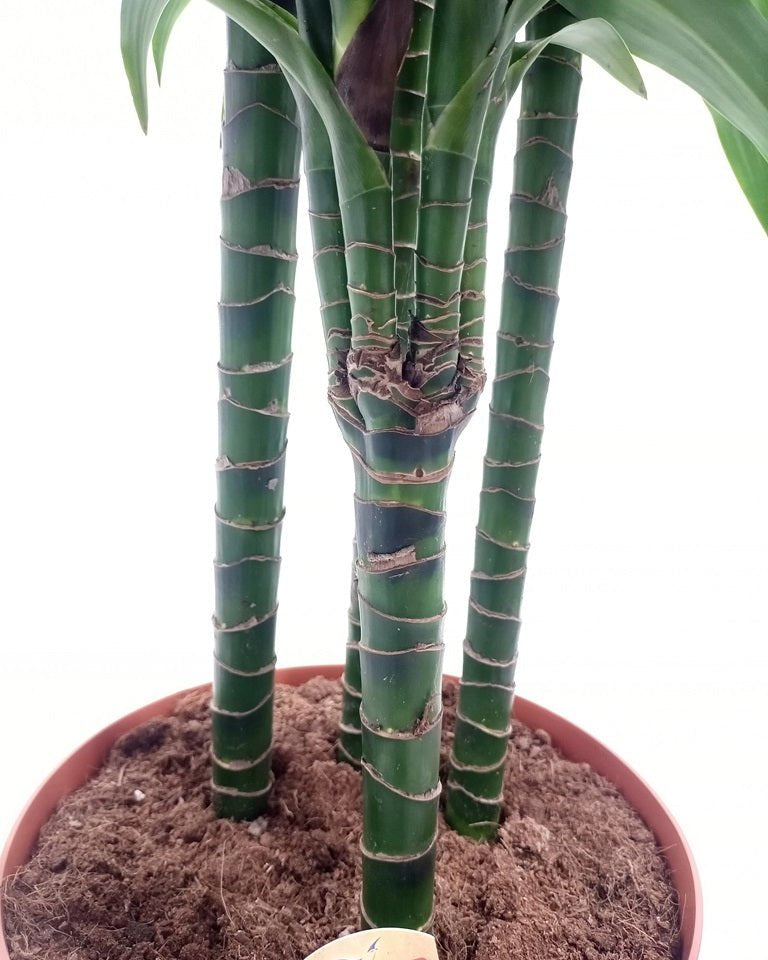Dracaena Rikki (Dracaena fragrans) | Floor Plant, 1.0–1.2 m - Acacia Garden Center
