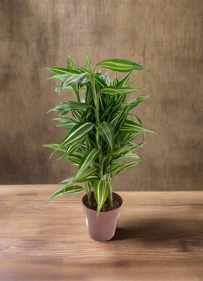 Dracaena Sanderiana Gold (Lucky bamboo) | 30 - 40 cm - Acacia Garden Center
