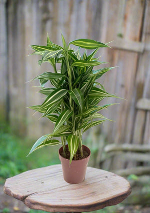 Dracaena Sanderiana Gold (Lucky bamboo) | 30 - 40 cm - Acacia Garden Center