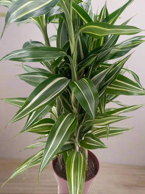 Dracaena Sanderiana Gold (Lucky bamboo) | 30 - 40 cm - Acacia Garden Center