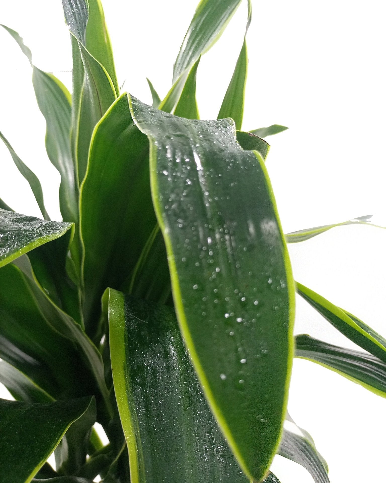 Dracaena Warneckii (Dracaena fragrans) | Floor Plant, 1.2–1.5 m - Acacia Garden Center