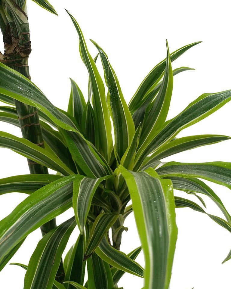 Dracaena Warneckii (Dracaena fragrans) | Indoor Plant - Acacia Garden Center