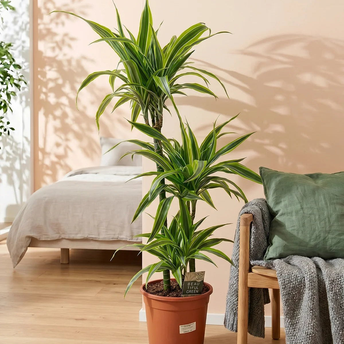 نبتة dracaena شراء دراسينا ديرمينسيس وارنيكي (ليمون لايم)