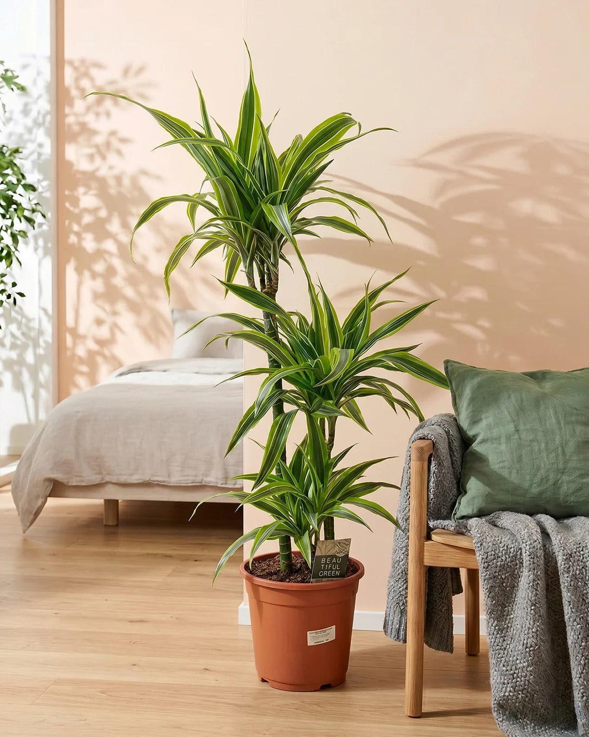 Dracaena Warneckii (Dracaena fragrans) | Indoor Plant - Acacia Garden Center