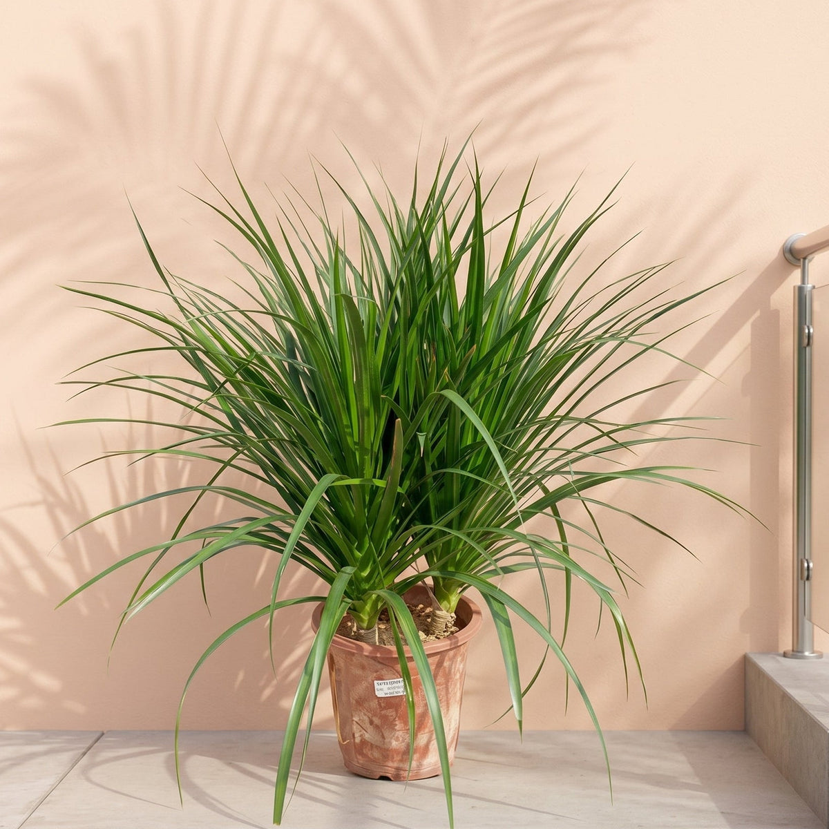 Dragon Tree (Dracaena draco)
