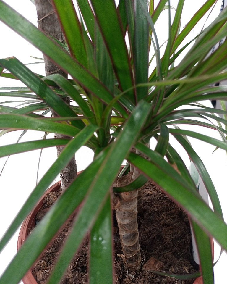 Dragon Tree (Dracaena marginata) | Floor Plant, 1.0–1.2 m - Acacia Garden Center