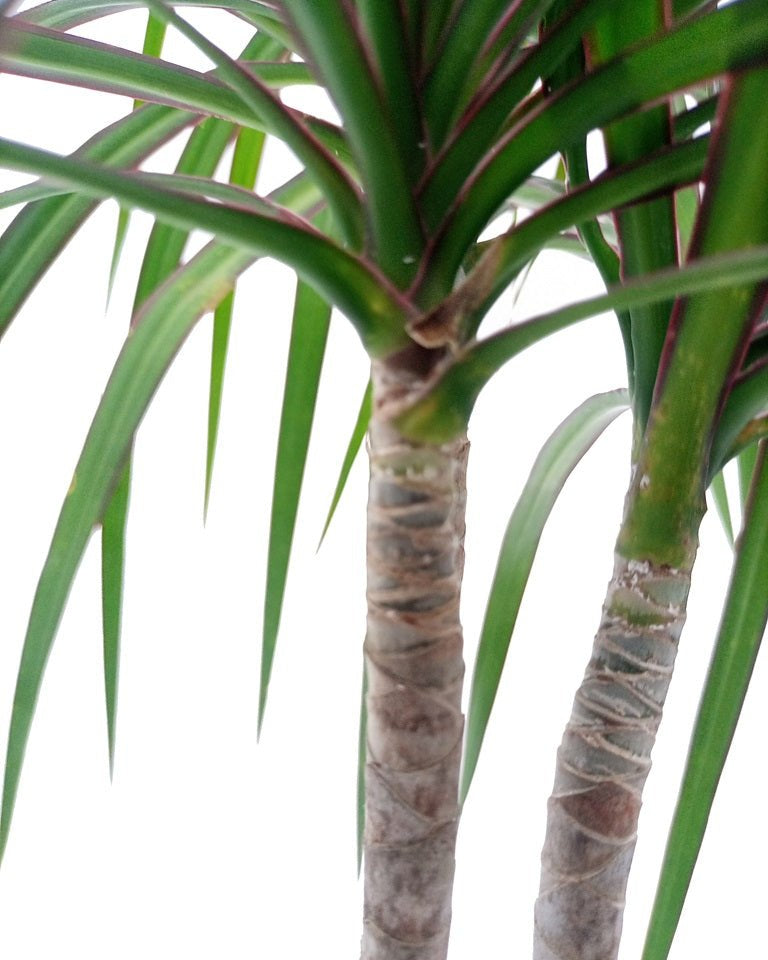 Dragon Tree (Dracaena marginata) | Floor Plant, 1.0–1.2 m - Acacia Garden Center