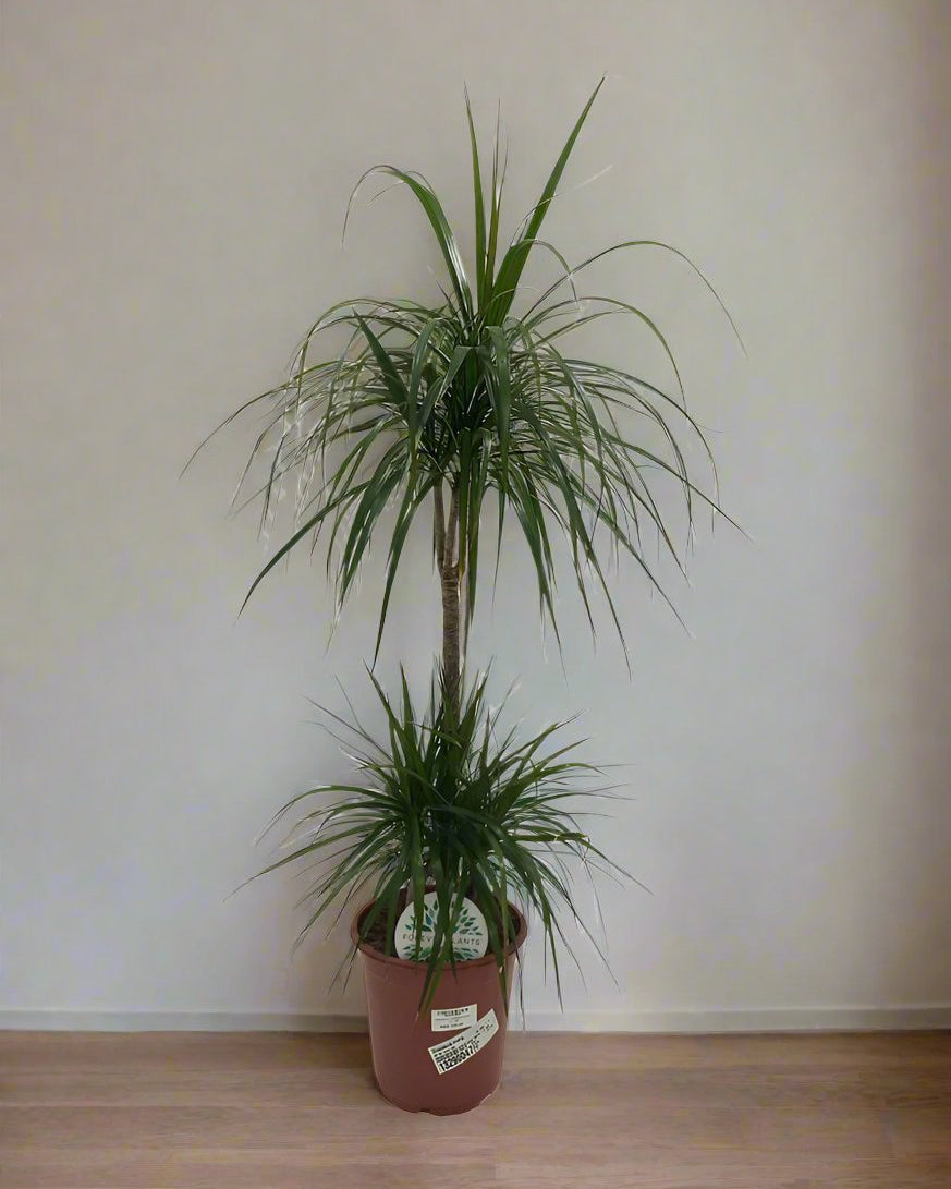 Dragon Tree (Dracaena marginata) | Indoor Plant - Acacia Garden Center