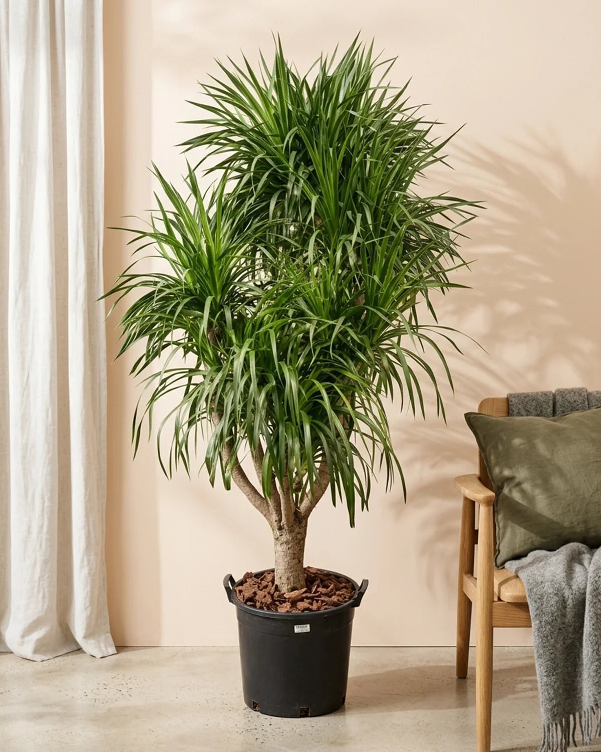 Dragon Tree — Multi - Stem (Dracaena draco) | Floor Plant, 1.3–2.0 m - Acacia Garden Center