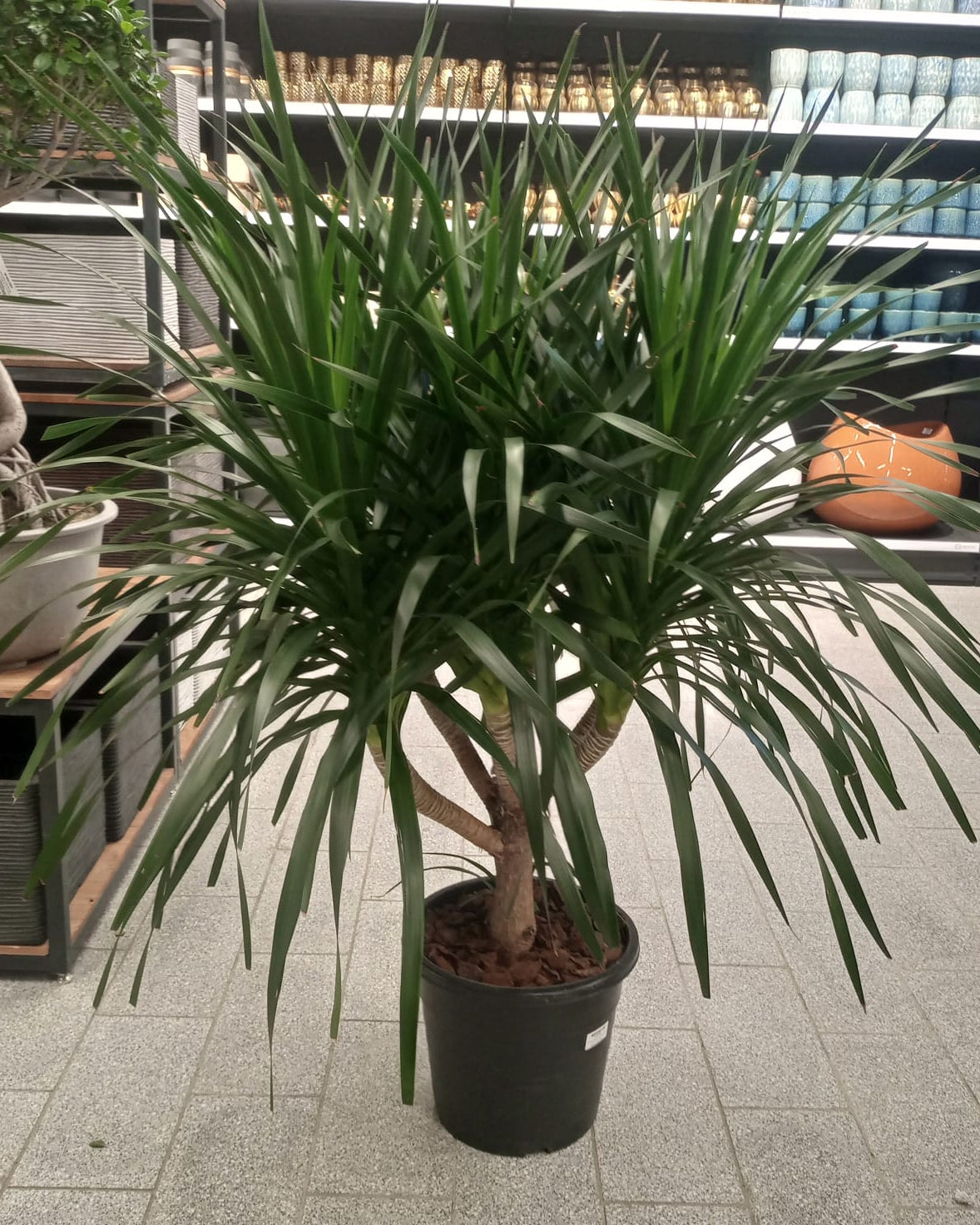 Dragon Tree — Multi - Stem (Dracaena draco) | Floor Plant, 1.3–2.0 m - Acacia Garden Center