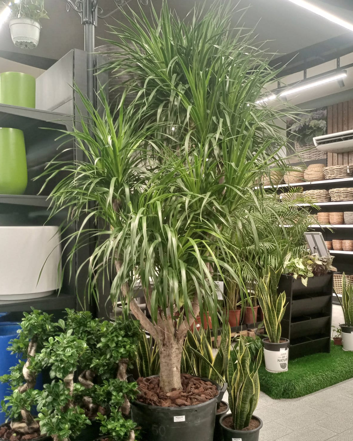 Dragon Tree — Multi - Stem (Dracaena draco) | Floor Plant, 1.3–2.0 m - Acacia Garden Center